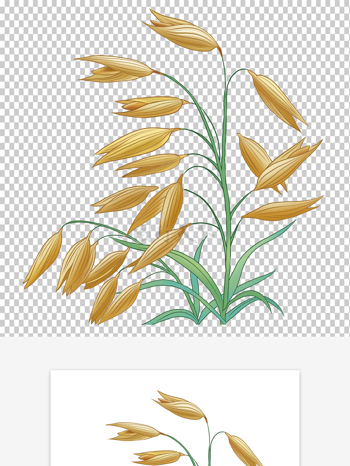 国风燕麦小麦大麦青稞手绘五谷杂粮插画