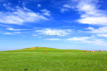 蓝天白云草原牧场风景自然风光